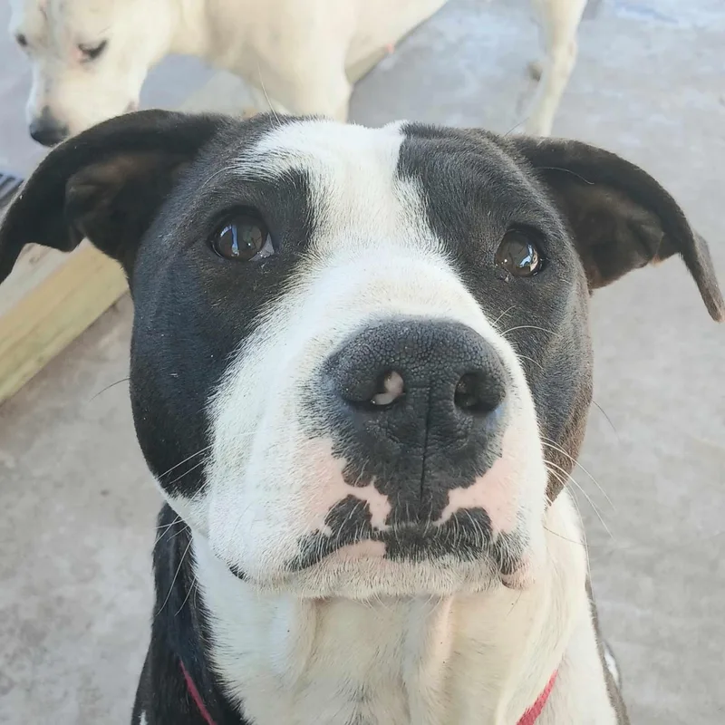 An adult large-sized female Black Terrier dog named Freckle Face for adoption in Corpus Christi, TX