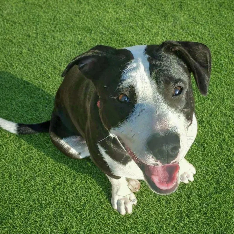 Freckle Face thumbnail 3