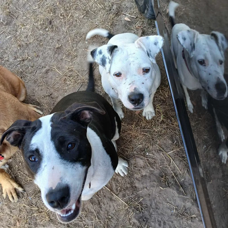 Freckle Face thumbnail 4