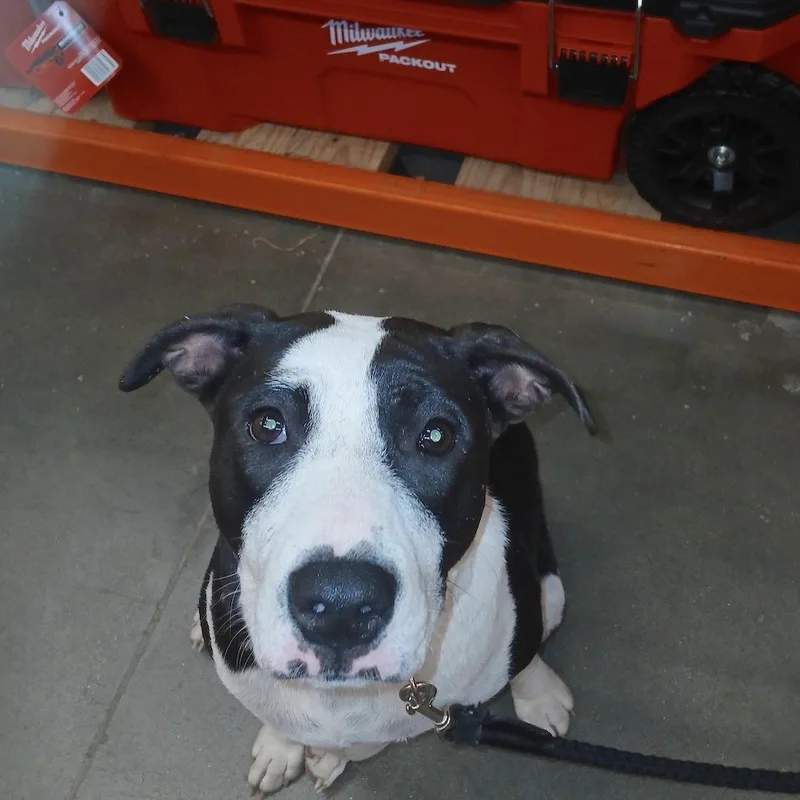 Freckle Face thumbnail 5