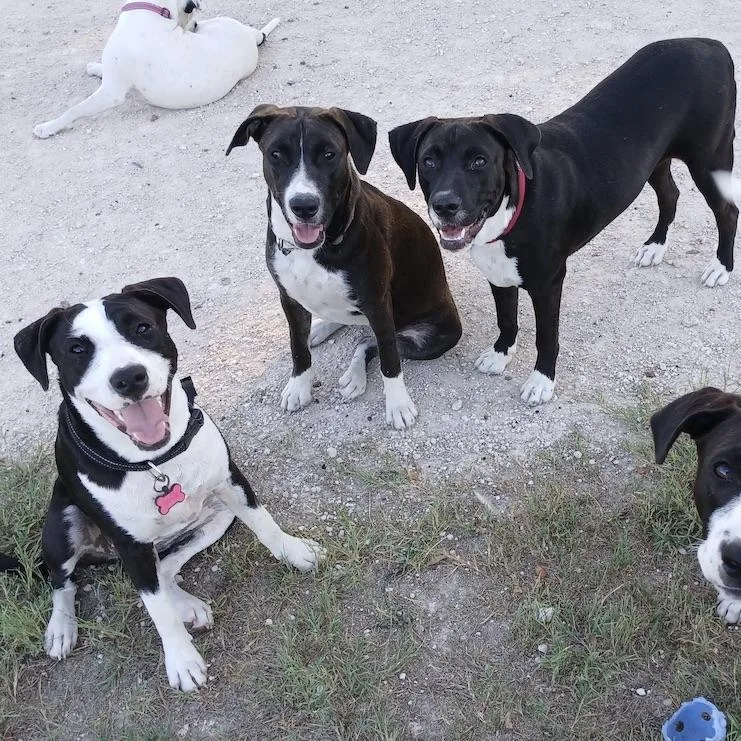 Freckle Face thumbnail 6