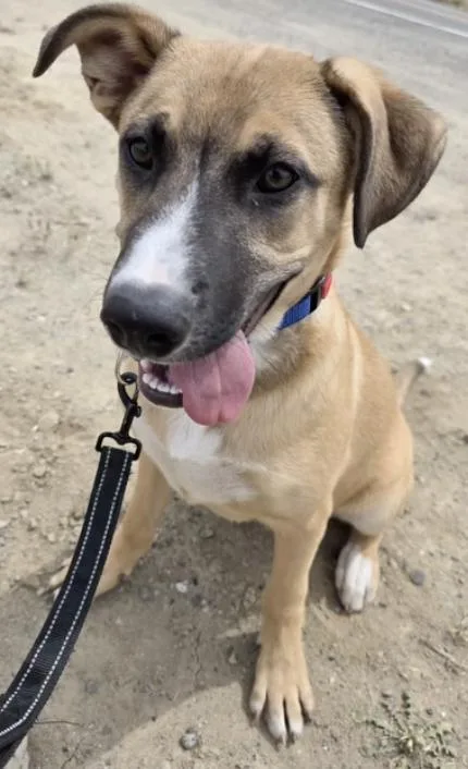A young medium-sized male Apricot / Beige Corgi dog named Oliver for adoption in Santa Clara, CA