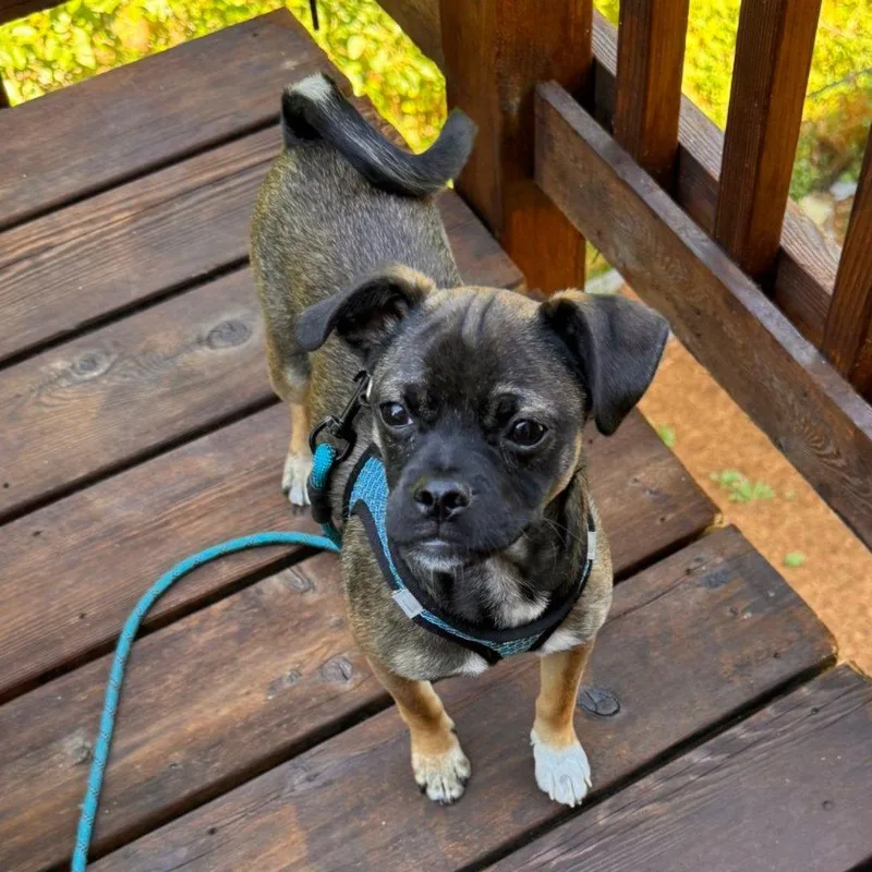 Roscoe thumbnail 2