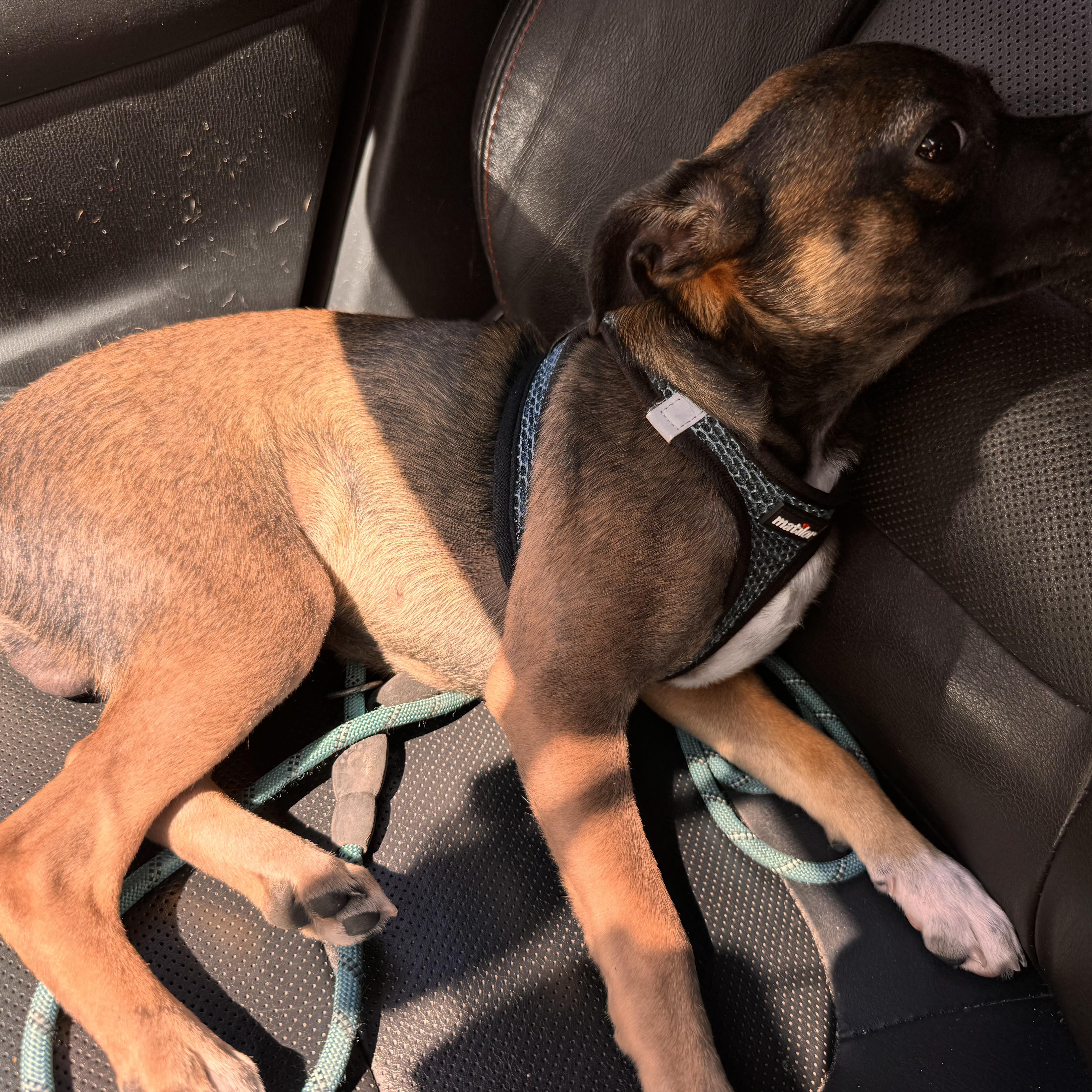 Roscoe thumbnail 3