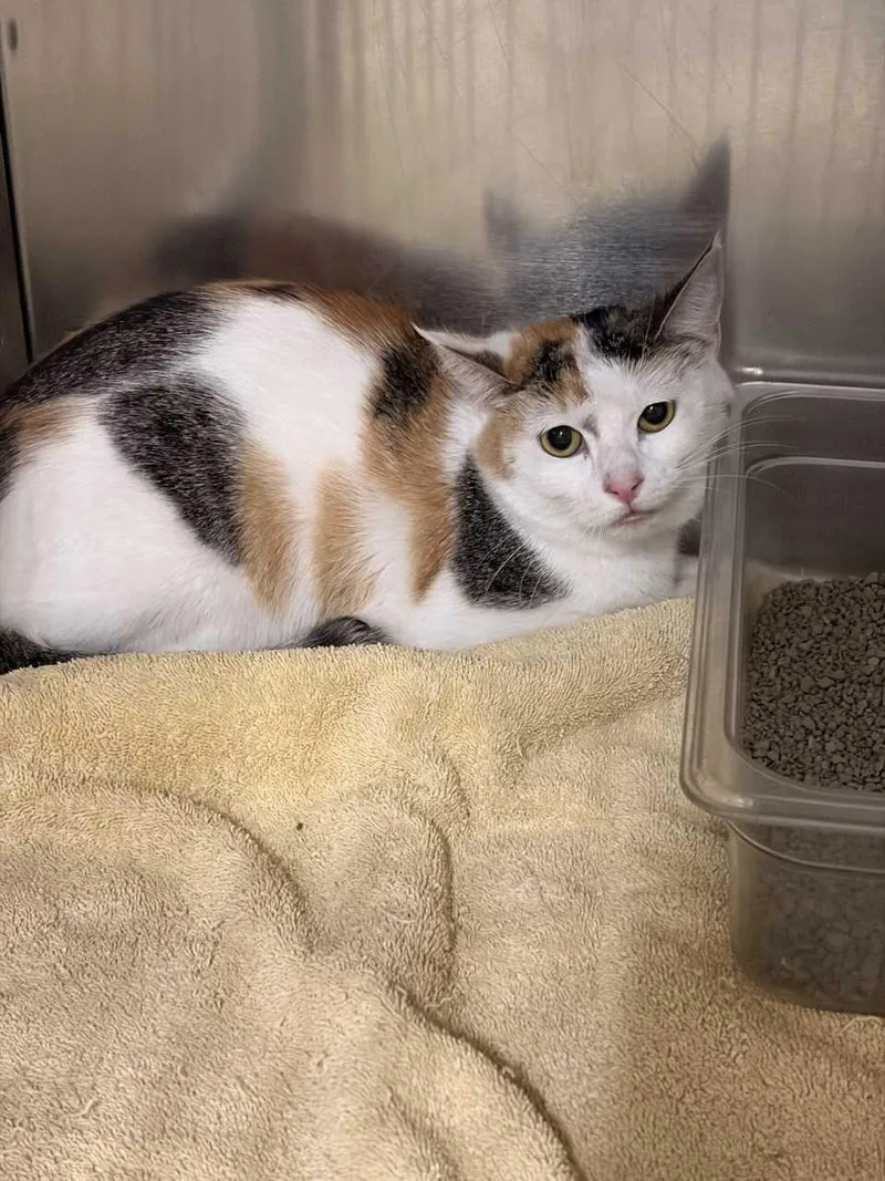 An adult medium-sized female Calico Domestic Short Hair cat named Velvet for adoption in Saint Charles, MO