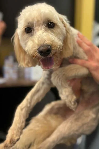 An adult small-sized female Poodle dog named Pollie for adoption in Bowling Green, KY