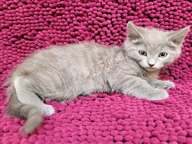 A baby small-sized male Domestic Short Hair cat named Bubblegum for adoption in Los Angeles, CA