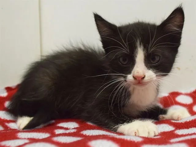 A baby small-sized male Domestic Short Hair cat named Lenny for adoption in Sacramento, CA