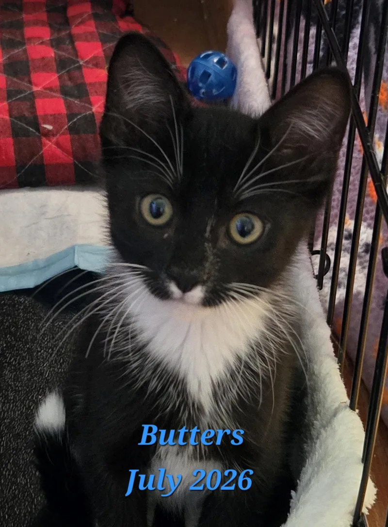 A baby medium-sized male Black & White / Tuxedo Domestic Short Hair cat named Butters for adoption in Rochester, NY
