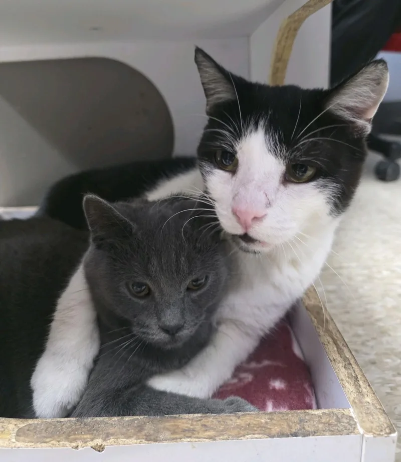 Little Gary thumbnail 5