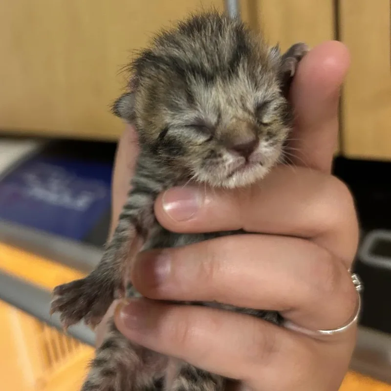 A baby small-sized female Gray / Blue / Silver Domestic Short Hair cat named Disney for adoption in Chattanooga, TN