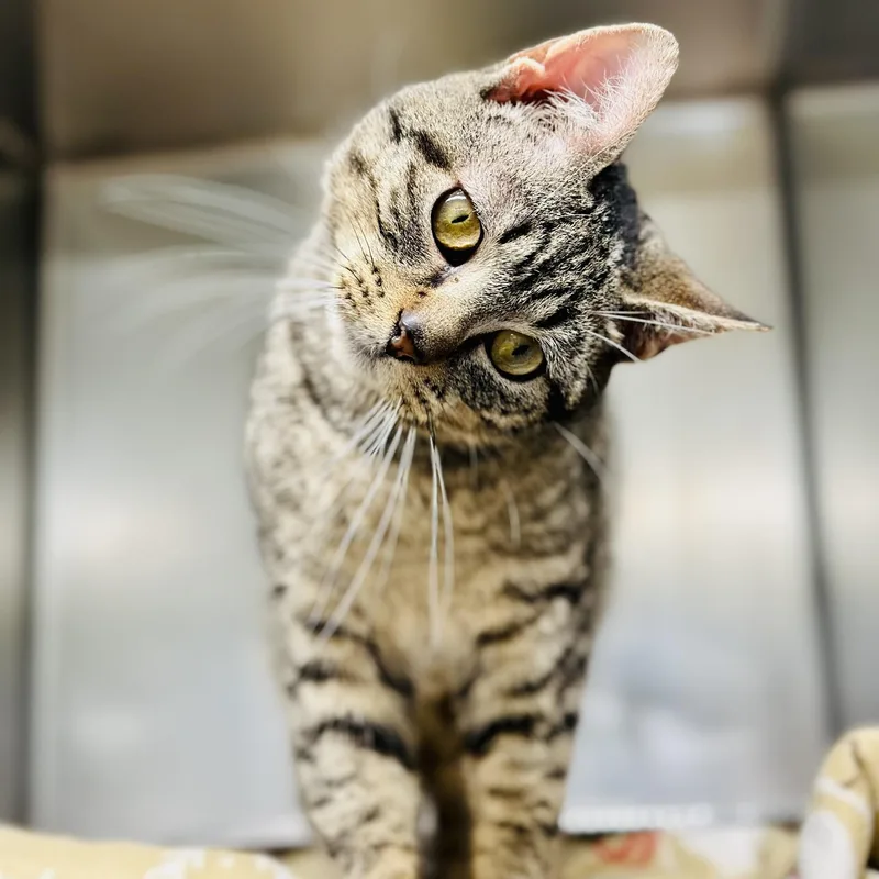 A young medium-sized male Tabby (Buff / Tan / Fawn) Domestic Short Hair cat named Jumanji for adoption in Jackson, NJ