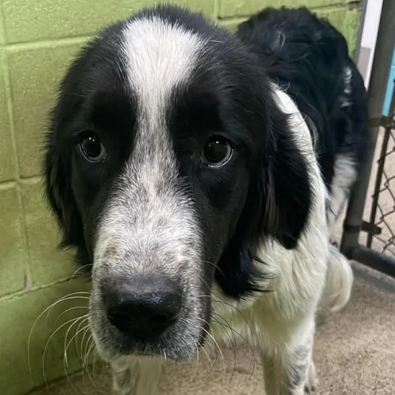 A young large-sized male Black Great Pyrenees dog named Kurt for adoption in Fort Payne, AL