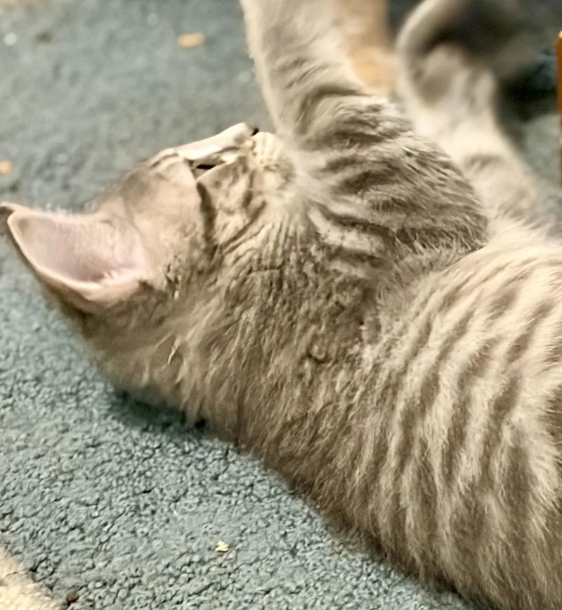 Gilbert thumbnail 2