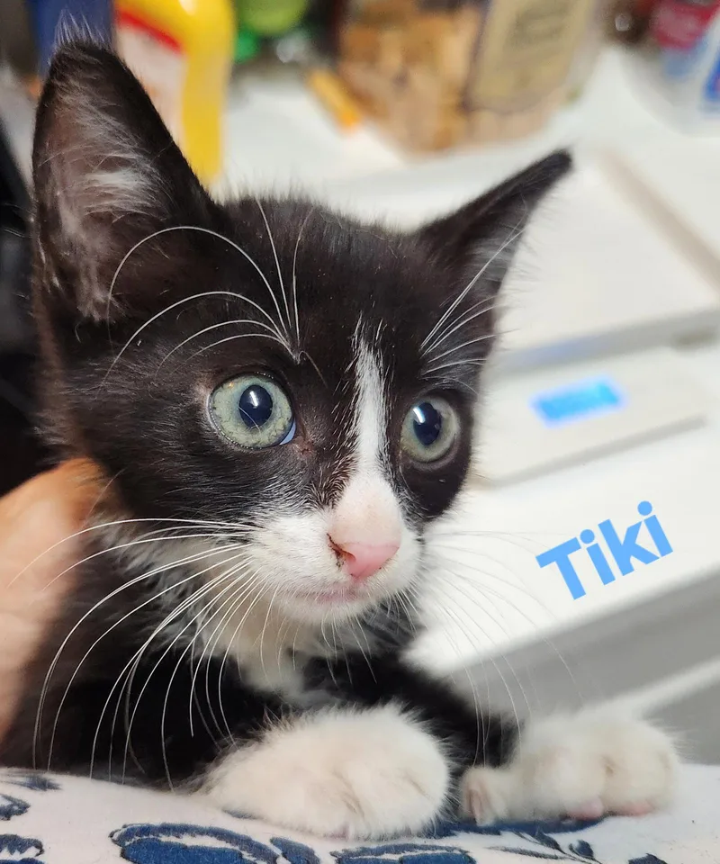 A young medium-sized female Domestic Short Hair cat named Tiki for adoption in Longwood, FL