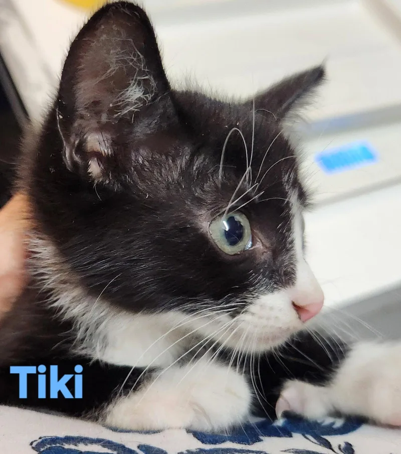 Tiki thumbnail 2