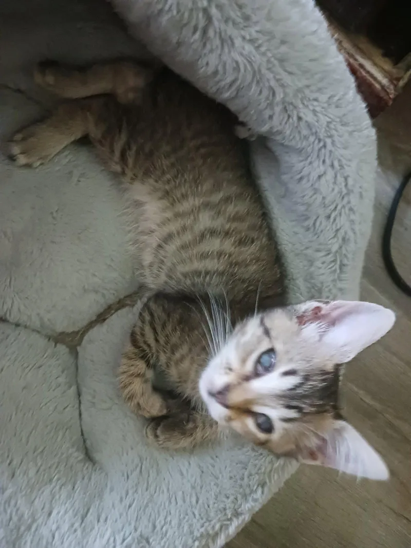 A baby medium-sized female Domestic Short Hair cat named Sandhill for adoption in Wesley Chapel, FL