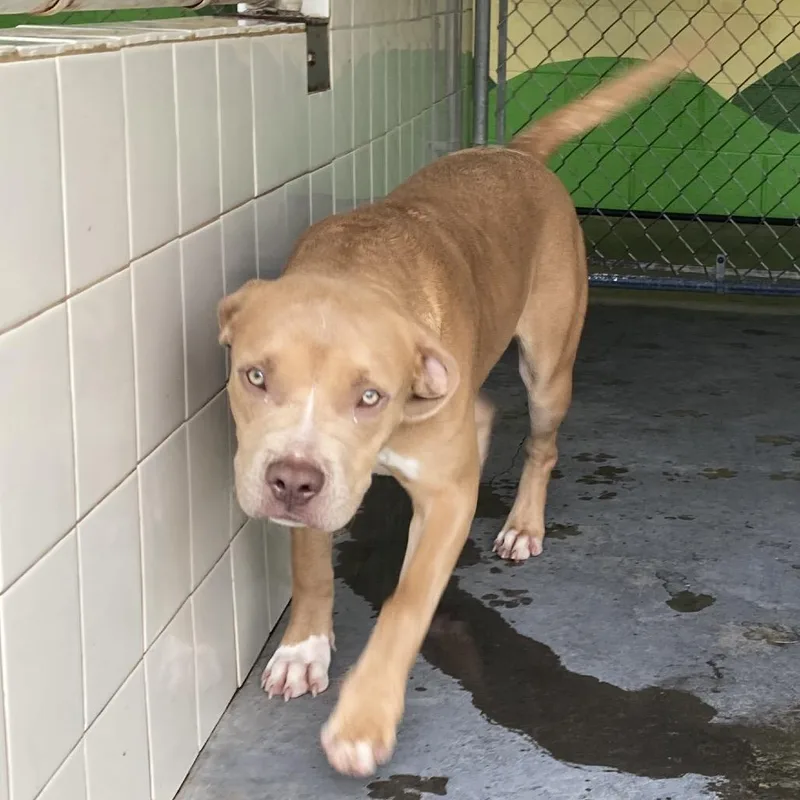 Cutie Patootie thumbnail 2