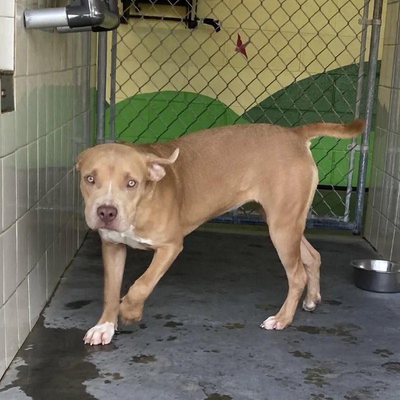 Cutie Patootie thumbnail 3