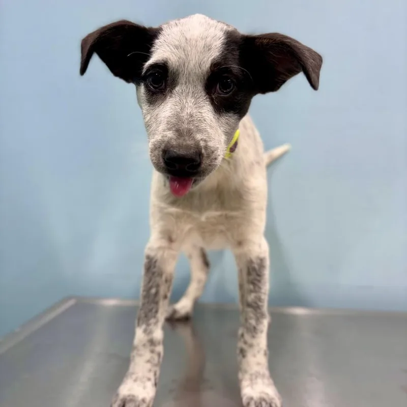 A baby medium-sized female White / Cream Australian Shepherd dog named Ophelia for adoption in Portland, OR