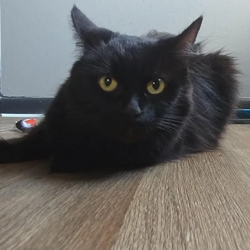 Rosewood thumbnail 2