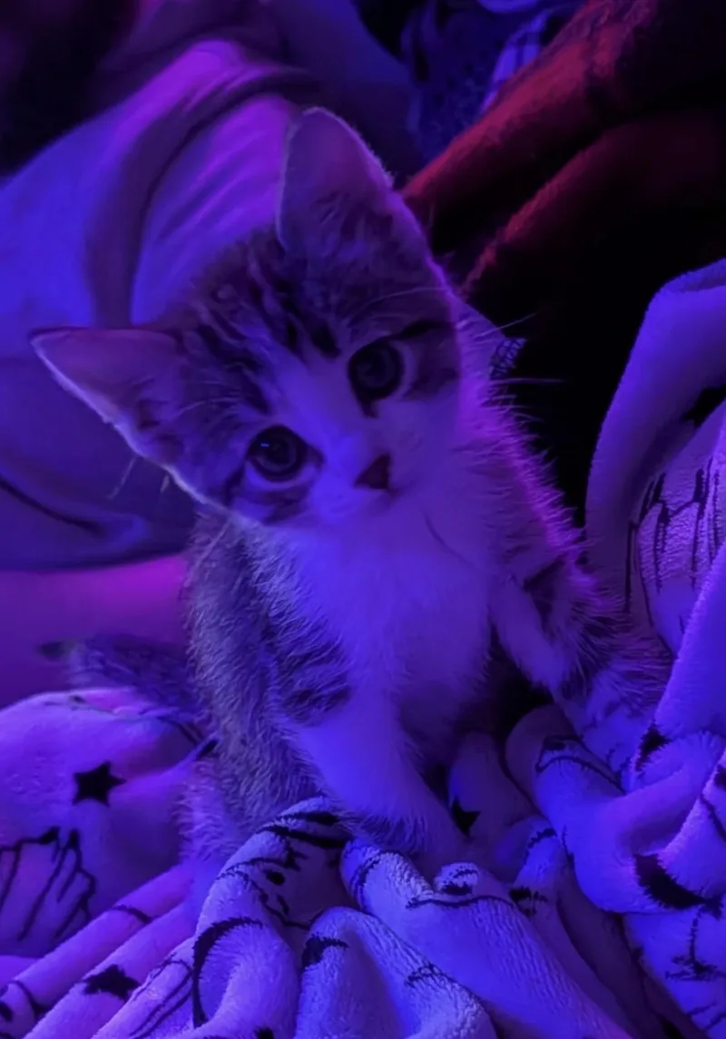 A baby small-sized female Domestic Short Hair cat named Minnie mouse for adoption in Lockport, IL