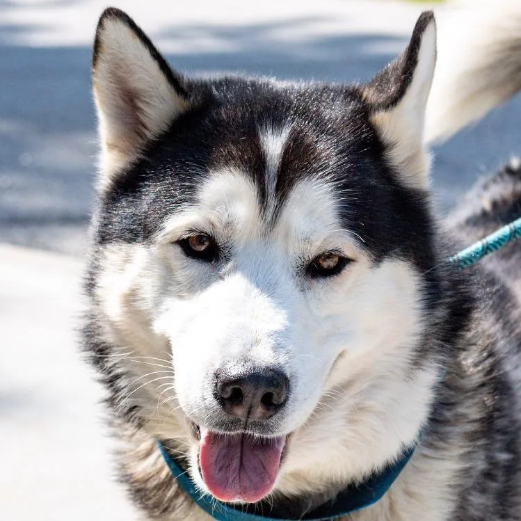 A senior large-sized male Black Alaskan Malamute dog named Torro for adoption in Kennebunk, ME