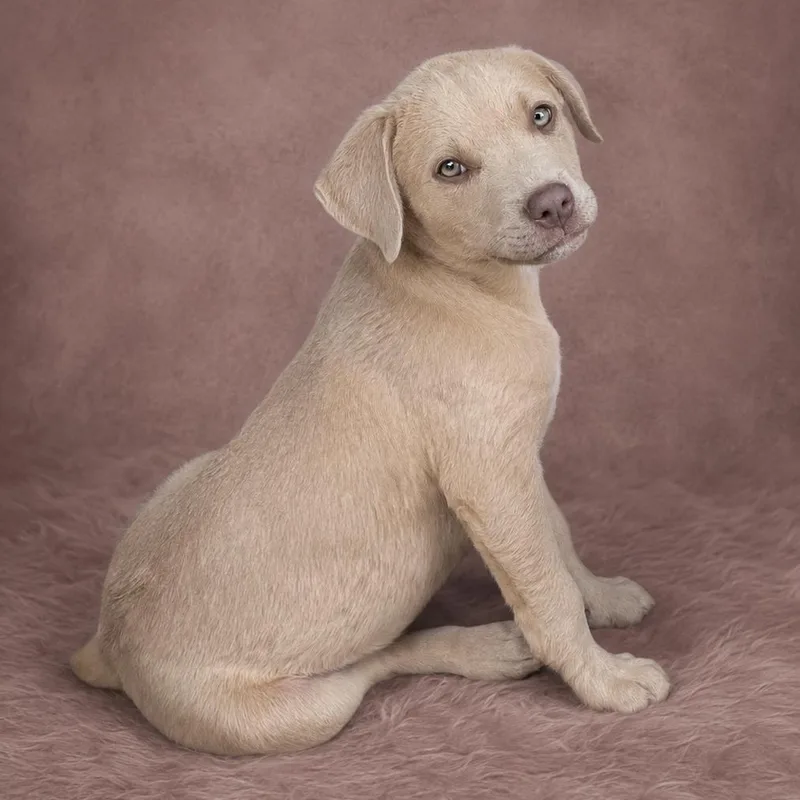 A baby large-sized male Yellow / Tan / Blond / Fawn Pit Bull Terrier dog named Booster for adoption in Heber Springs, AR