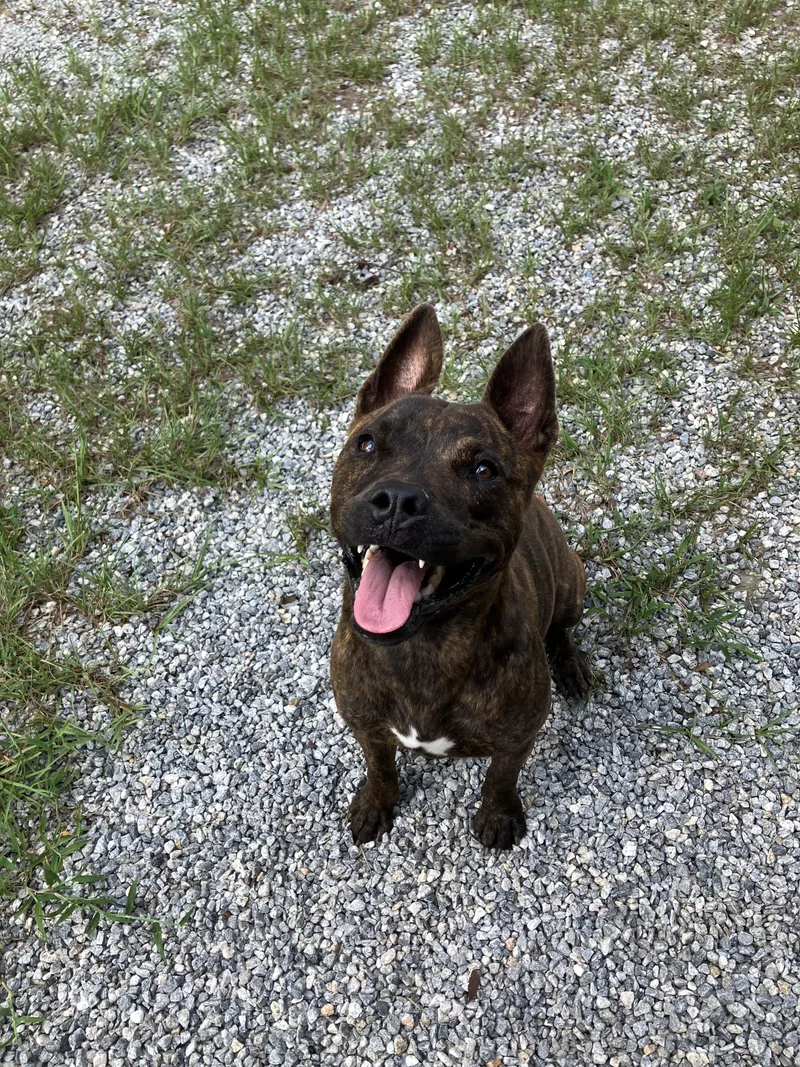 An adult medium-sized female Brindle Pit Bull Terrier dog named Sally for adoption in Darien, GA