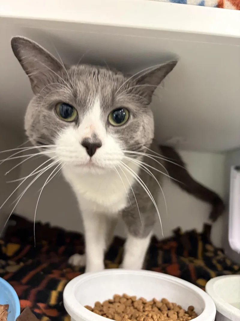 A young medium-sized male Domestic Short Hair cat named Buttons for adoption in Gardner, MA