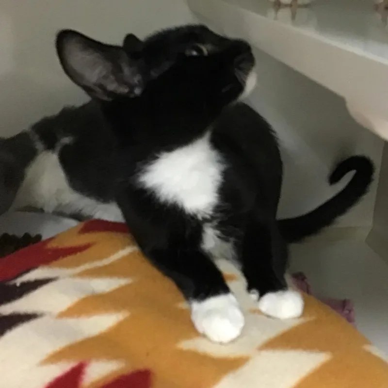 A baby small-sized female Black Domestic Short Hair cat named Eliza Jane for adoption in Redwood City, CA