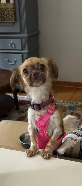 A young small-sized female Red / Chestnut / Orange Chihuahua dog named Rose for adoption in Maple Grove, MN
