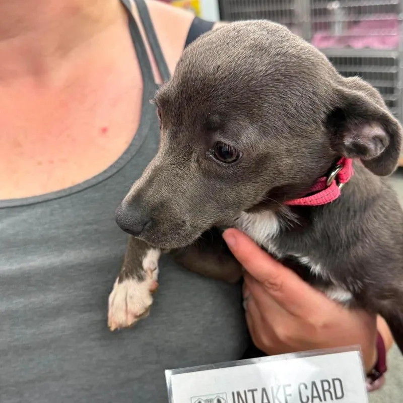 A baby small-sized female Gray / Blue / Silver Mixed Breed dog named Juliett for adoption in Fredericksburg, VA