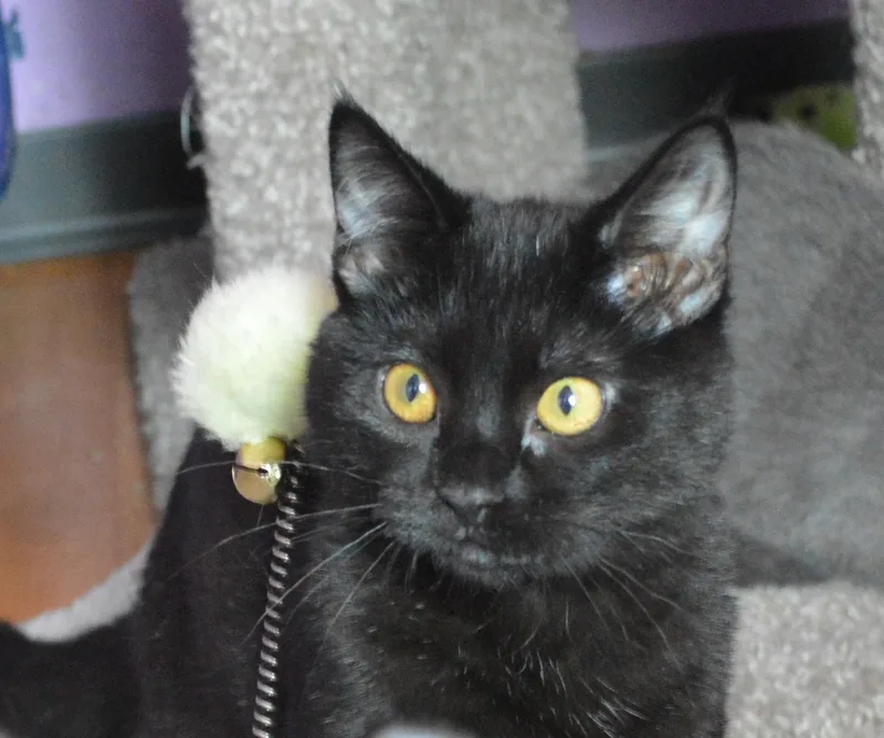 A baby small-sized female Black Domestic Short Hair cat named Bubbles for adoption in House Springs, MO