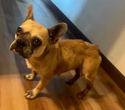 An adult small-sized female Yellow / Tan / Blond / Fawn French Bulldog dog named Sadie Sugarpop for adoption in Bonney Lake, WA