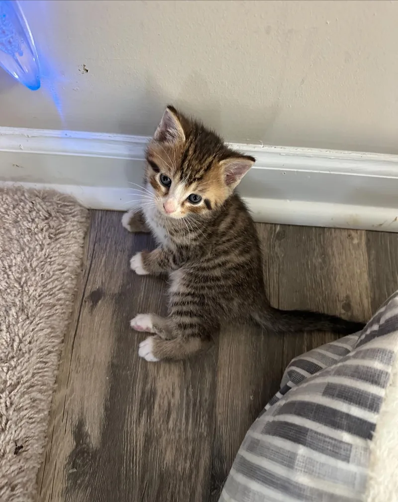 A baby small-sized male Domestic Short Hair cat named Churro Jones for adoption in Clarksville, TN