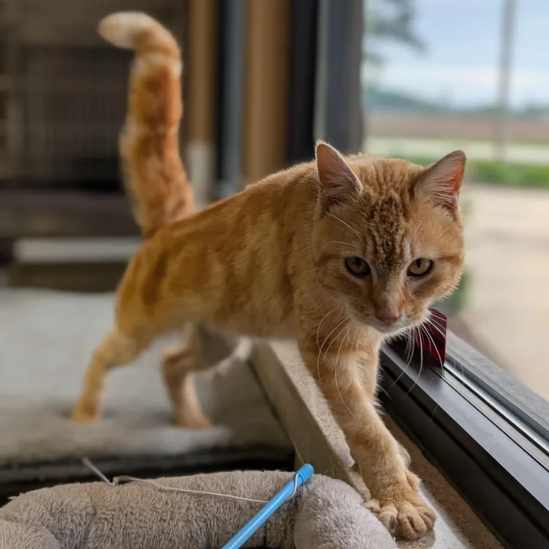 An adult medium-sized male Tabby (Orange / Red) Domestic Short Hair cat named Demetri for adoption in Jefferson, WI