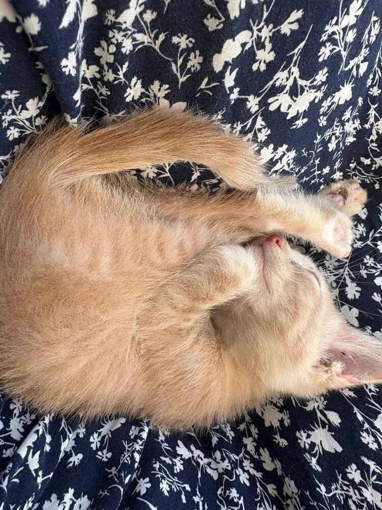 A baby medium-sized male Cream / Ivory Domestic Short Hair cat named Peaches for adoption in Oceanside, CA