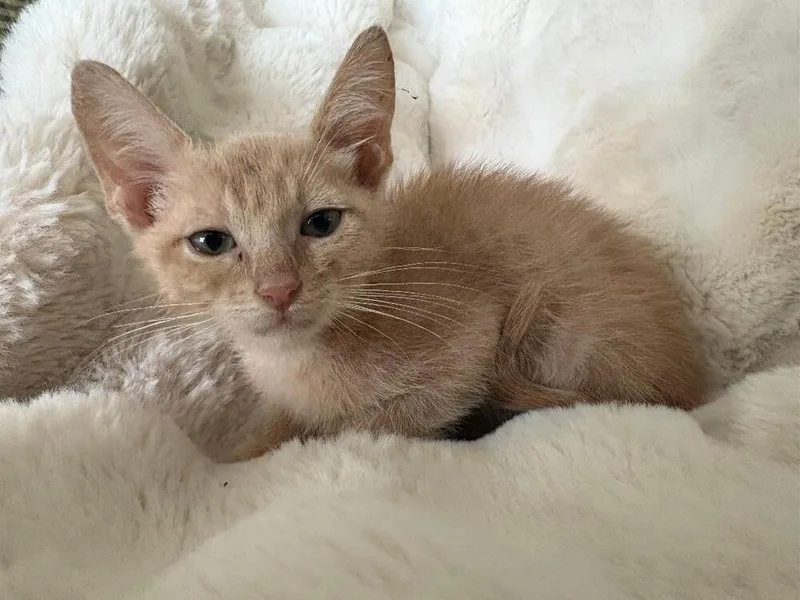 Peaches thumbnail 3