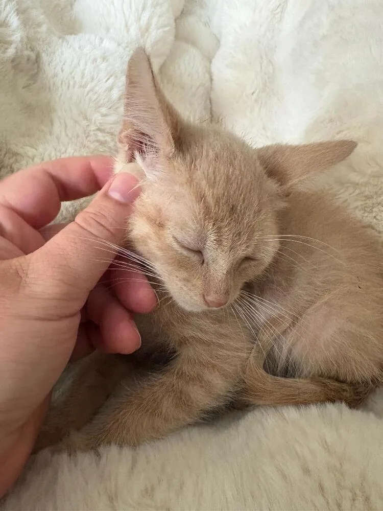 Peaches thumbnail 4