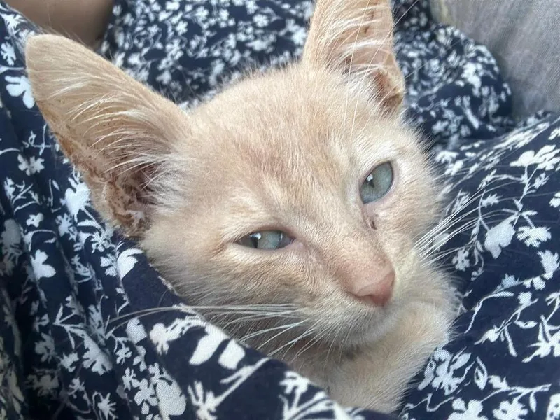 Peaches thumbnail 6