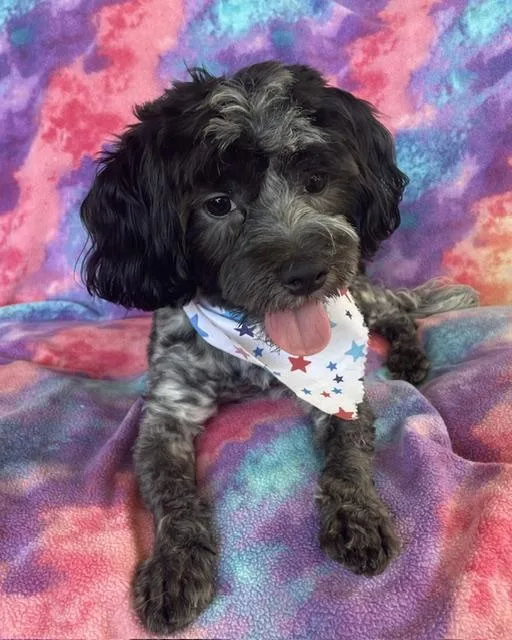 A young small-sized male Black Shih Tzu dog named Snowball for adoption in Memphis, TN