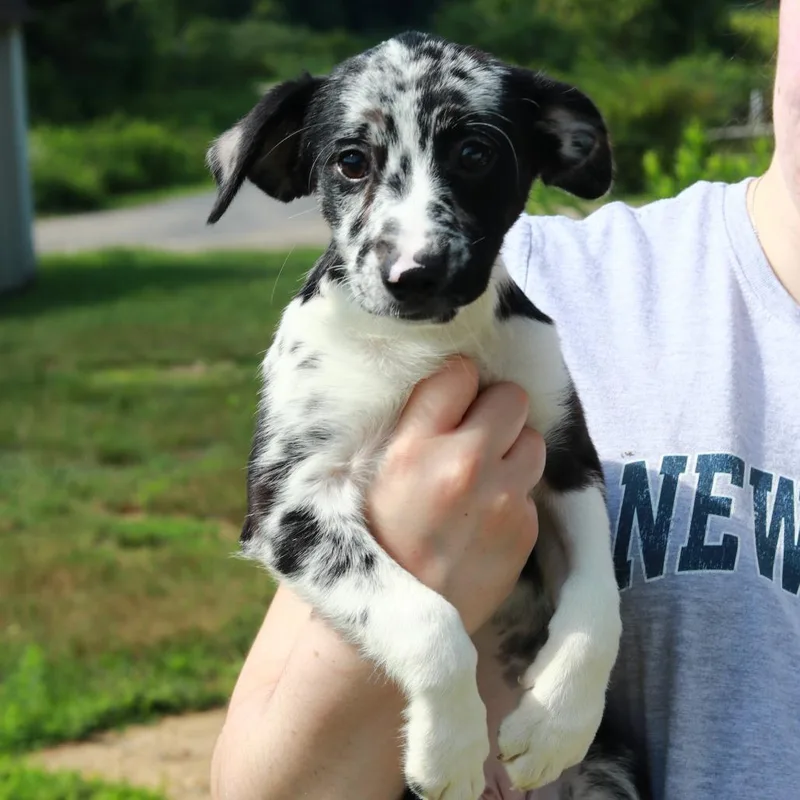 A baby medium-sized female Black Australian Shepherd dog named CT Skye for adoption in Stormville, NY
