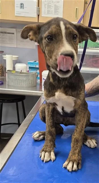 A baby small-sized male Plott Hound dog named Oingo for adoption in Phoenix, AZ