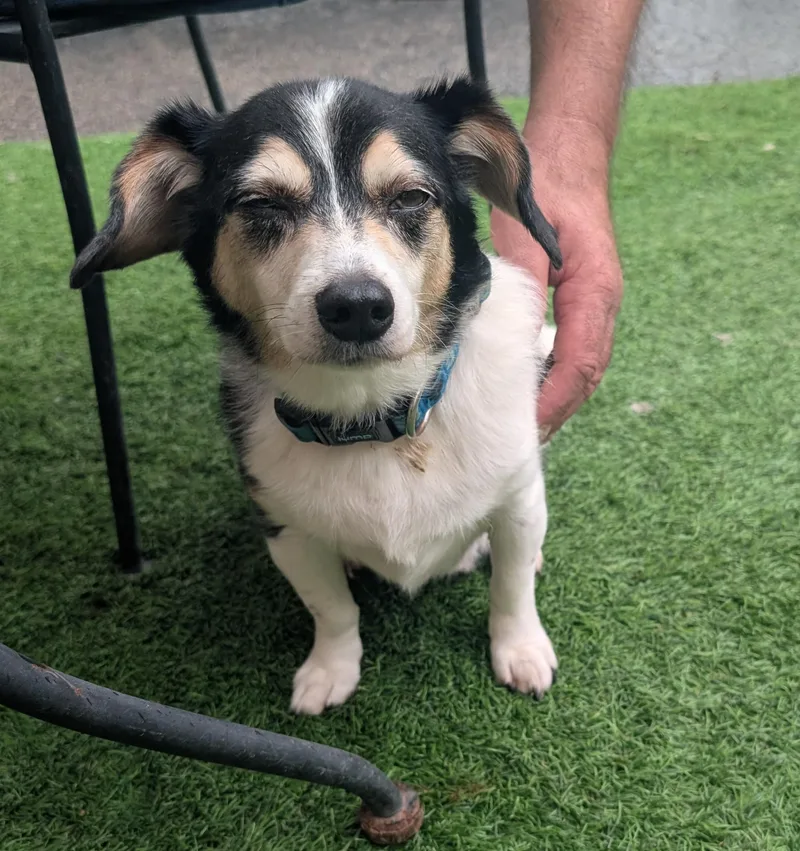 An adult small-sized male Tricolor (Brown, Black, & White) Beagle dog named Tigger for adoption in Amelia, OH