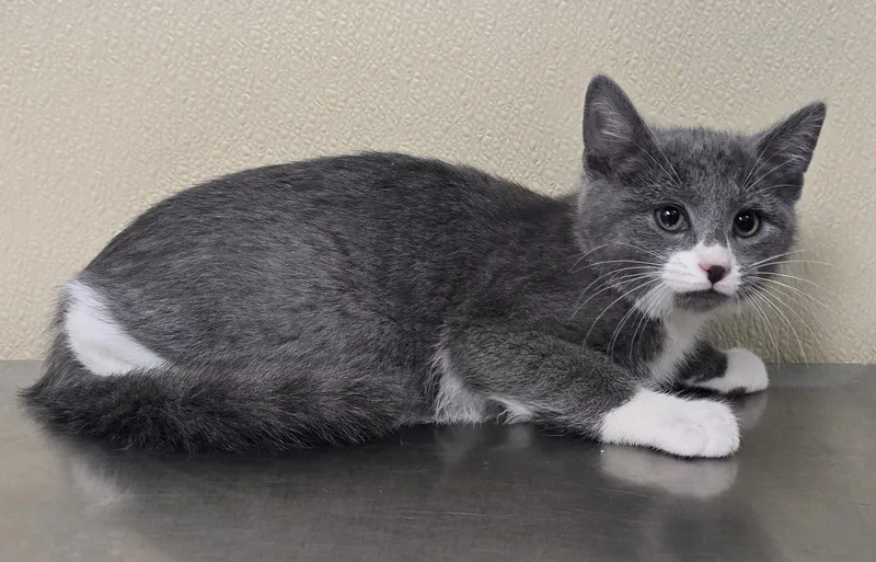 A baby medium-sized male Domestic Short Hair cat named Kit for adoption in Brainerd, MN