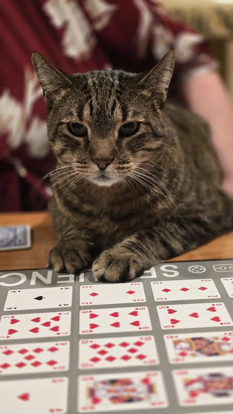 Pickles & Haze thumbnail 2