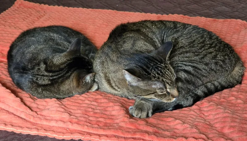 Pickles & Haze thumbnail 3