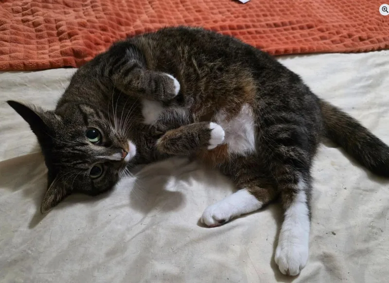 Pickles & Haze thumbnail 4