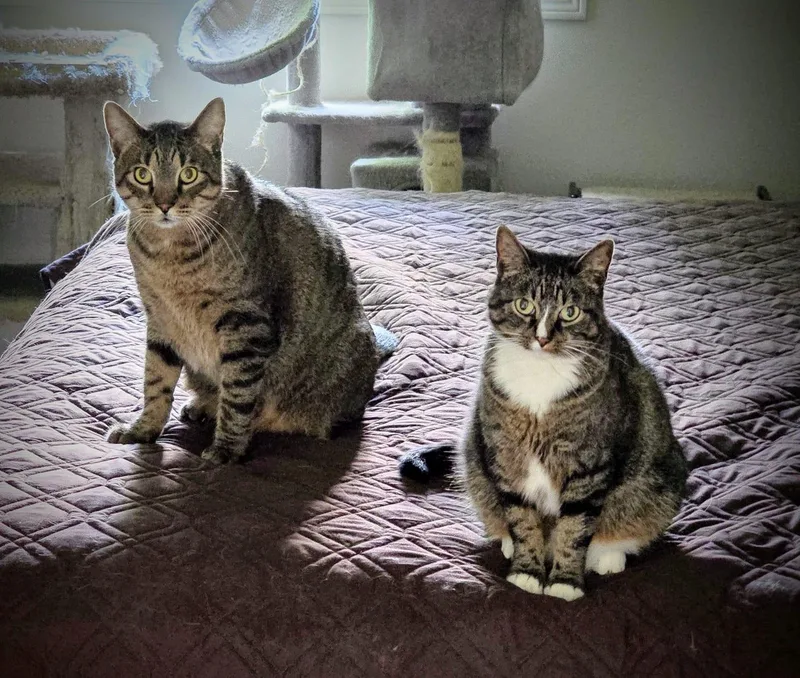 Pickles & Haze photo 1